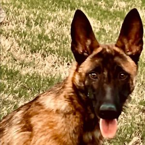 Meet your Posher, Joy